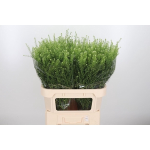 Lepidium Vir. Gwelo Green