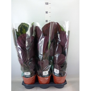 Calathea  'Medallion'