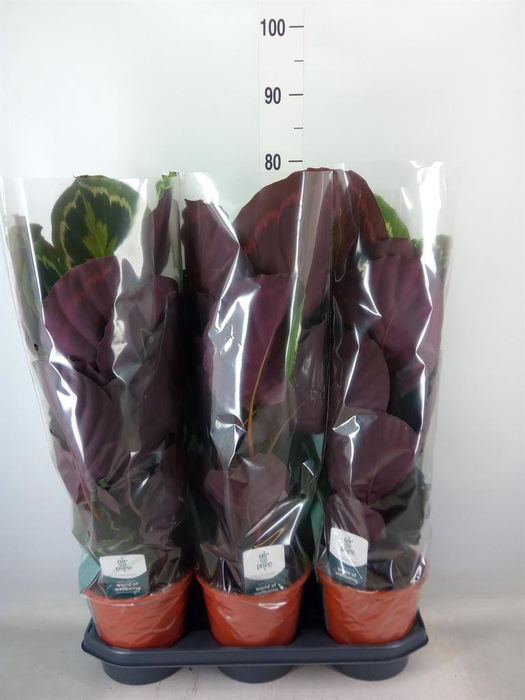 <h4>Calathea  'Medallion'</h4>