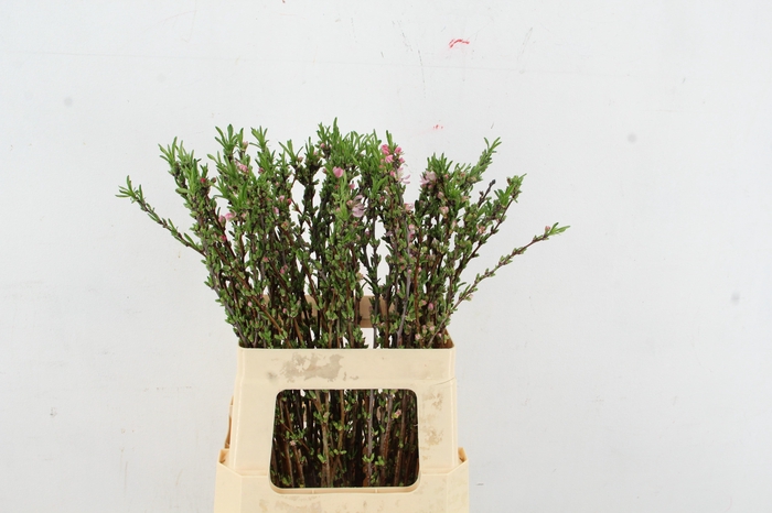 <h4>PRUNUS COMET 060CM</h4>