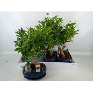 Bonsai   ...mix