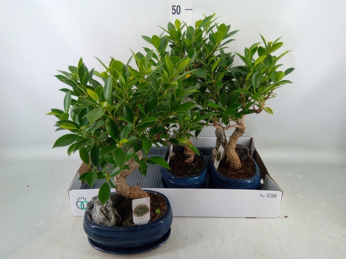 <h4>Bonsai   ...mix</h4>
