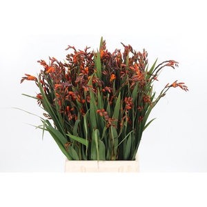 Crocosmia Mckenzie