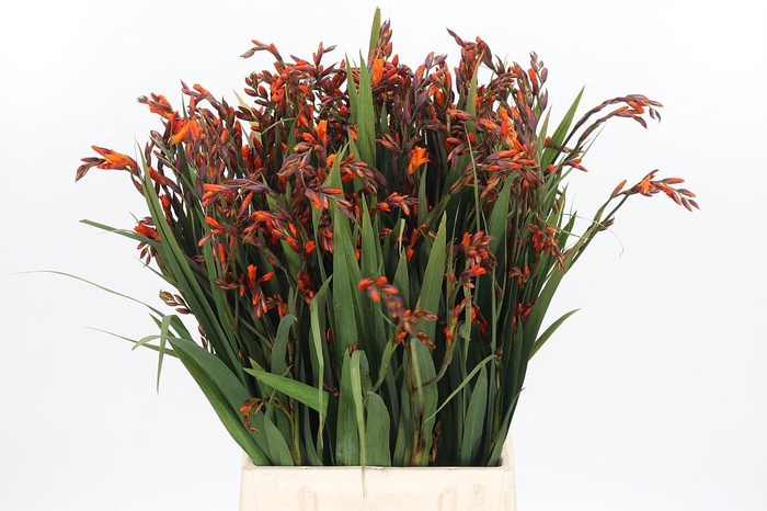 <h4>Crocosmia Mckenzie</h4>