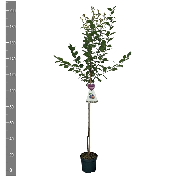 <h4>Prunus d. Hauszwetsche halfstam</h4>