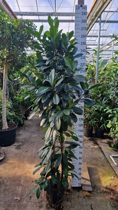 <h4>Ficus cyathistipula</h4>