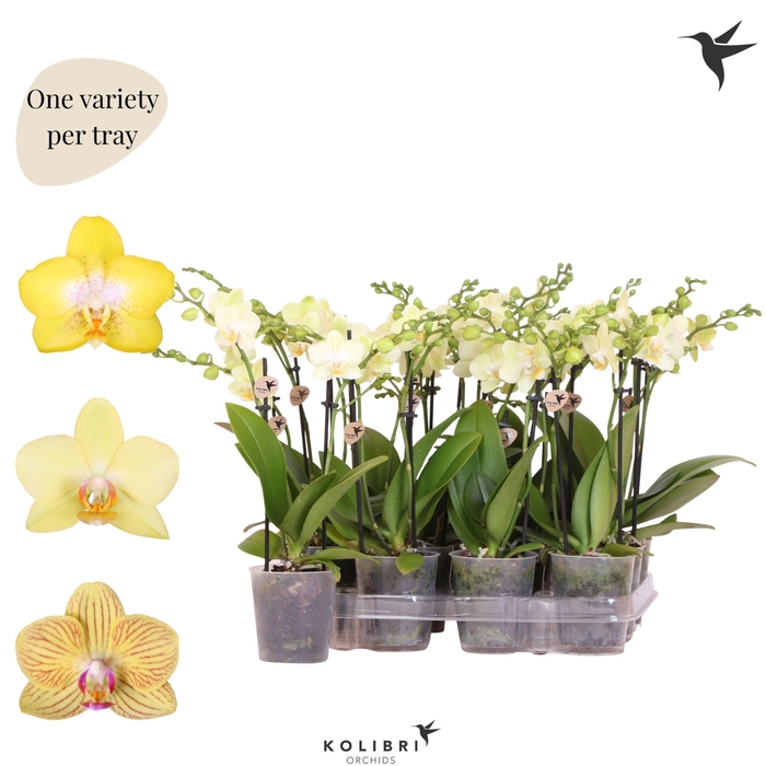 <h4>Kolibri Orchids Phalaenopsis Mineral yellow 2 spike no potcover</h4>