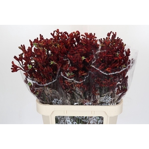 Anigozanthos Early Spring