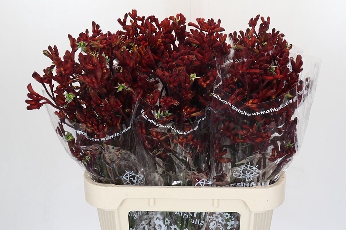 Anigozanthos Early Spring