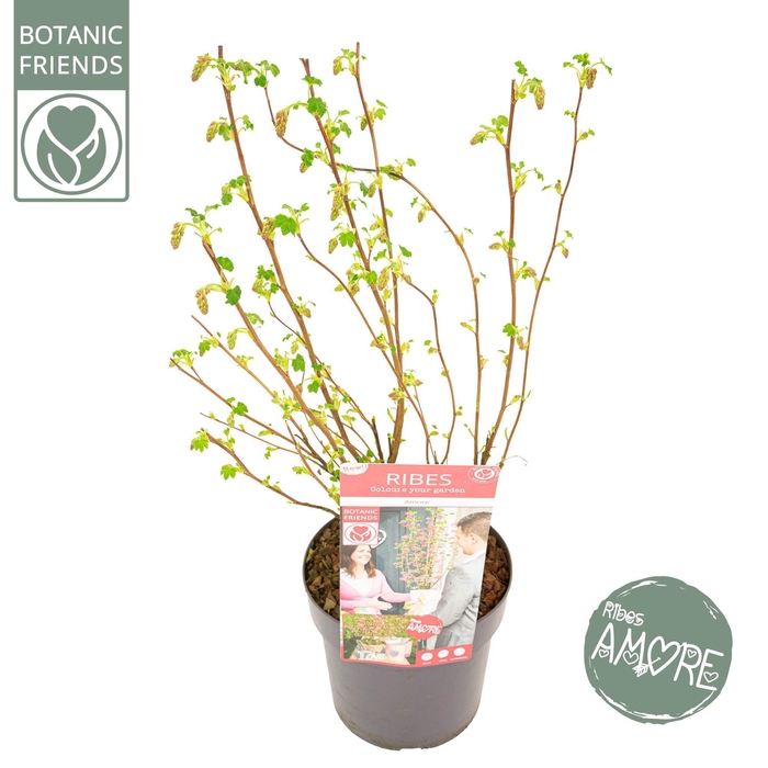 <h4>Ribes sang. 'Amore' ®</h4>