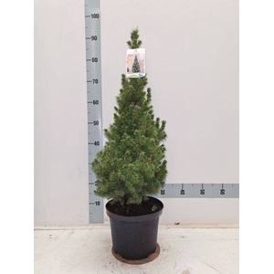 PICEA GL CONICA