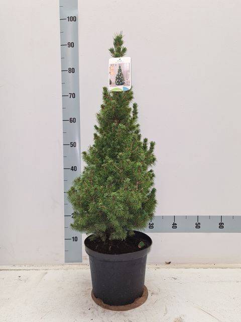 <h4>PICEA GL CONICA</h4>