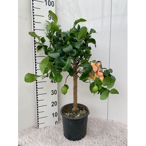 Citrus limon