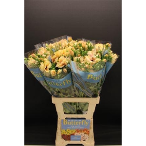 Ran Butterfly Hestia 70cm