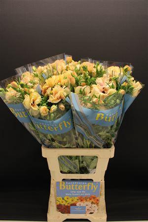 <h4>Ran Butterfly Hestia 70cm</h4>