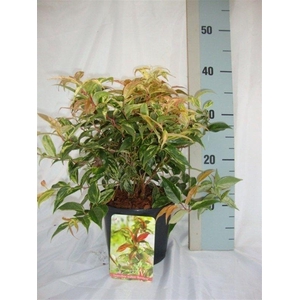 Leucothoe walteri 'Rainbow'