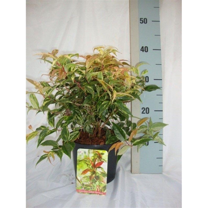 <h4>Leucothoe walteri 'Rainbow'</h4>