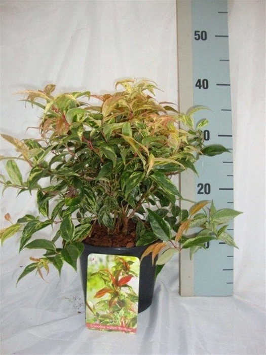 Leucothoe walteri 'Rainbow'