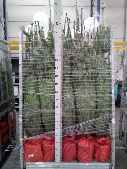 <h4>Abies nordman.</h4>