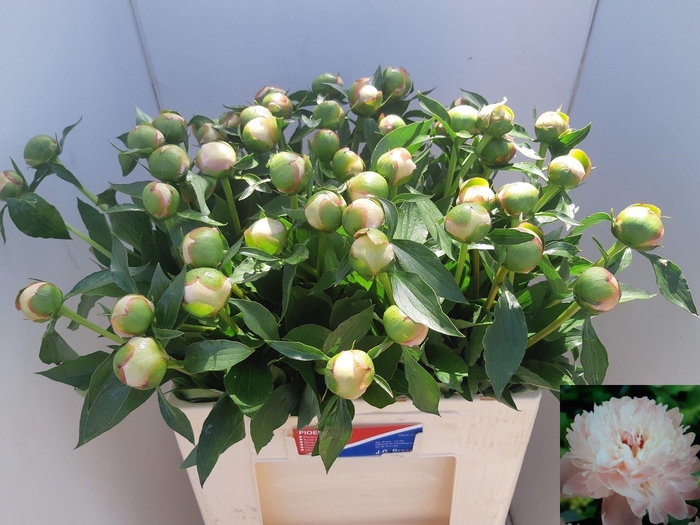 <h4>PAEO L ALERTIE</h4>