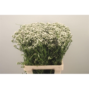 Ixodia Fresh Per Stem
