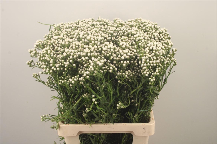 <h4>Ixodia Fresh Per Stem</h4>