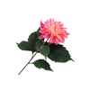 Dahlia Spider Pink