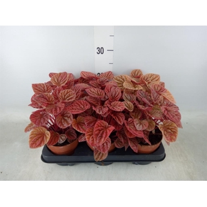 Peperomia caperata 'Quito'