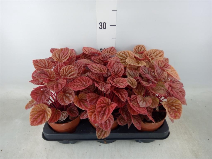 <h4>Peperomia caperata 'Quito'</h4>