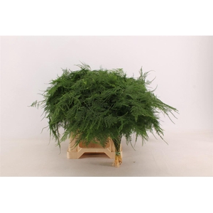 Asp. Plumosus Mid Getopt