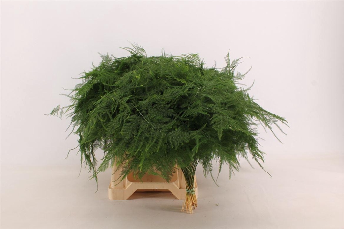 <h4>Asp. Plumosus Mid Getopt</h4>