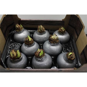 Amaryllis Bol Zilver
