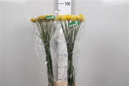 <h4>Cras Paintball Pop</h4>