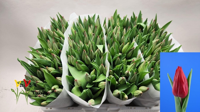 <h4>TU EN STRONG LOVE</h4>