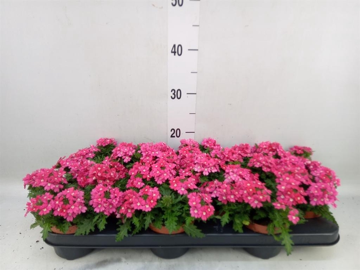 <h4>Verbena   ...</h4>