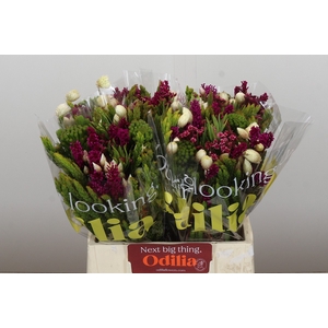 BQ Wild Flower