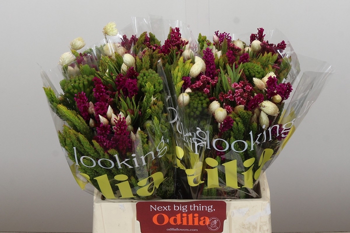 <h4>BQ Wild Flower</h4>