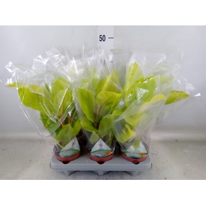 Philodendron  'Malay Gold'