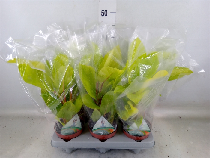 <h4>Philodendron  'Malay Gold'</h4>