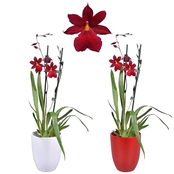 <h4>Cambria 'Nelly Isler' Red Velvet 2 tak met rood en wit keramiek</h4>