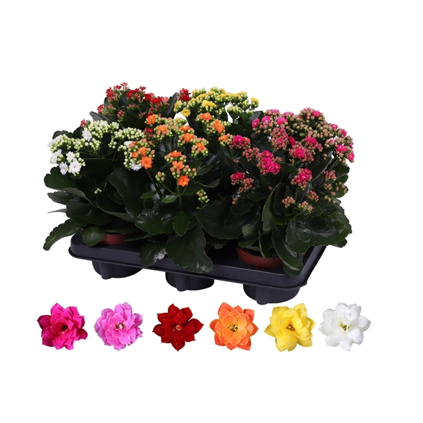 <h4>Kalanchoe Rosalina 12cm mix, zonder hoes</h4>