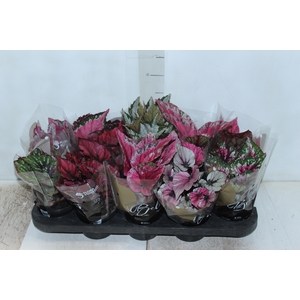 BEGONIA BELEAF P11 PO