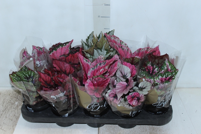 <h4>BEGONIA BELEAF P11 PO</h4>