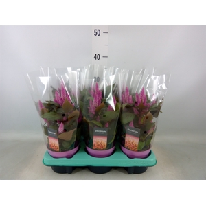 Celosia spic. 'Merida Pink'