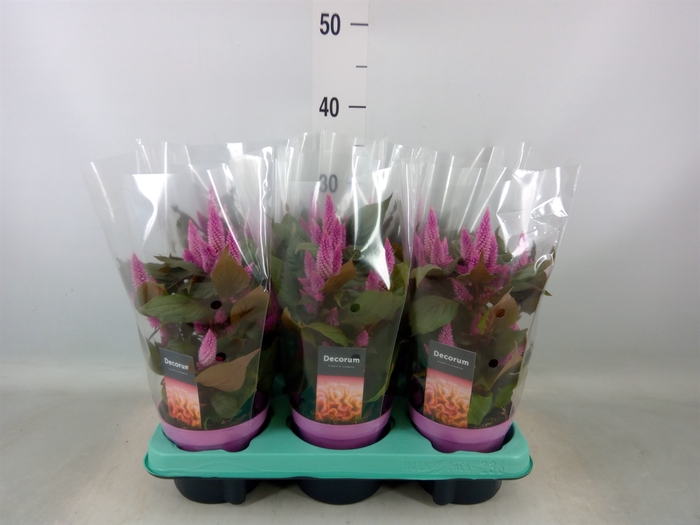<h4>Celosia spic. 'Merida Pink'</h4>