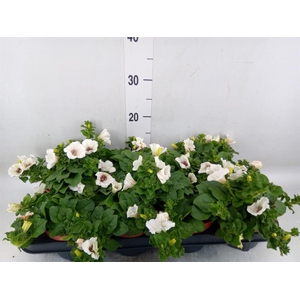 Petunia  'Surfinia Baby White'