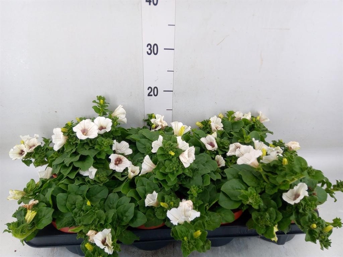 <h4>Petunia 'Surfinia Baby White'</h4>