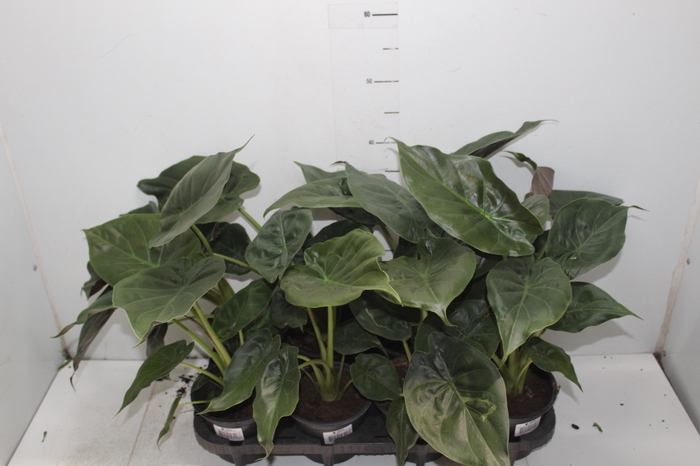 <h4>ALOCASIA WENTII P14</h4>