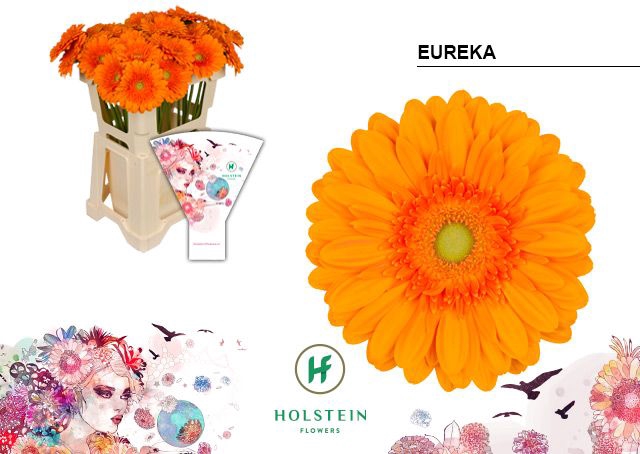 <h4>Gerbera Eureka Water x40</h4>