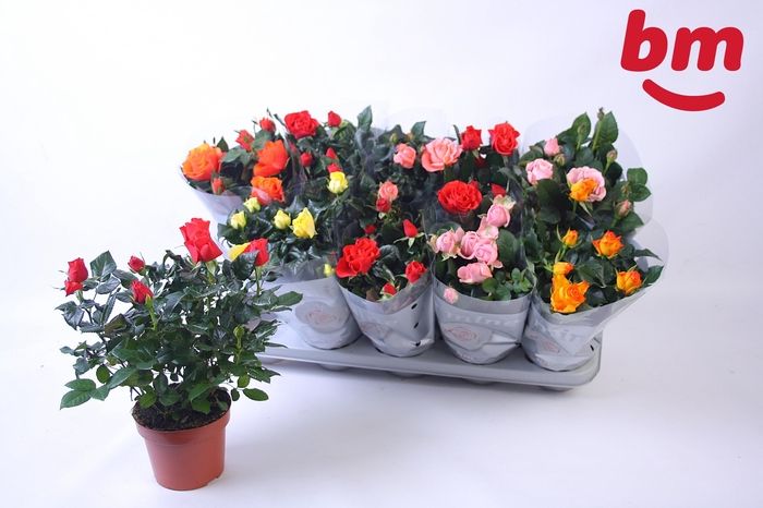 <h4>RO B MONDE GEM</h4>